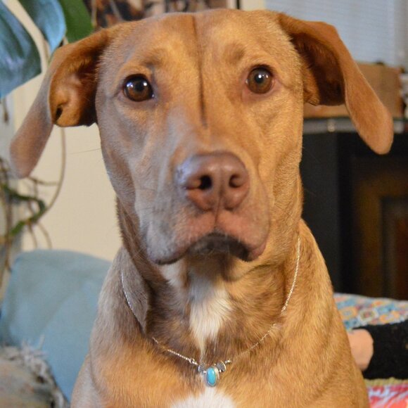 Navajo sterling silver and turquoise pendant necklace by Verley Betone - Picture 2 of 4
